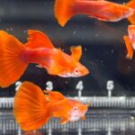 Albino tuxedo Red Ear