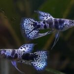 Purple/Blue Tiger Pair