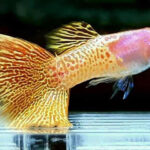 Albino Yellow Metal Lace