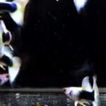 Tuxedo White Guppy Pair