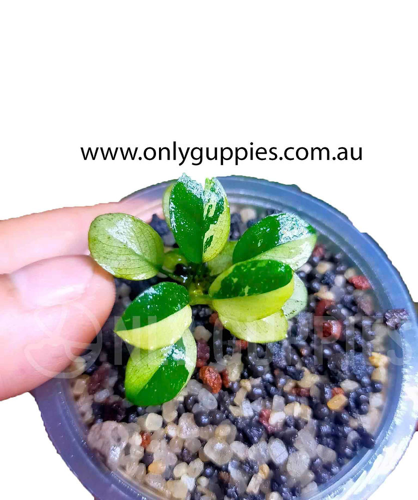 blod Anubias Nana Panda - Image 1