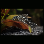 Pleco L201