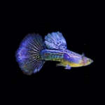 Purple Dragon Guppy (Pair)