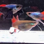 Platinum Dumbo Red Tail Ribbon (Pair)