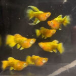 24K GOLD Short Body Ribbon Full Option