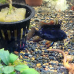 Super Rare Dark Knight Ram Pair 4cm