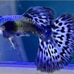 PURPLE Mosiac Guppy Pair