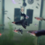 HB Black Glass Belly Ribbon balloon Guppy Pair