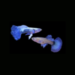 Blue Dragon Guppy (Pair)