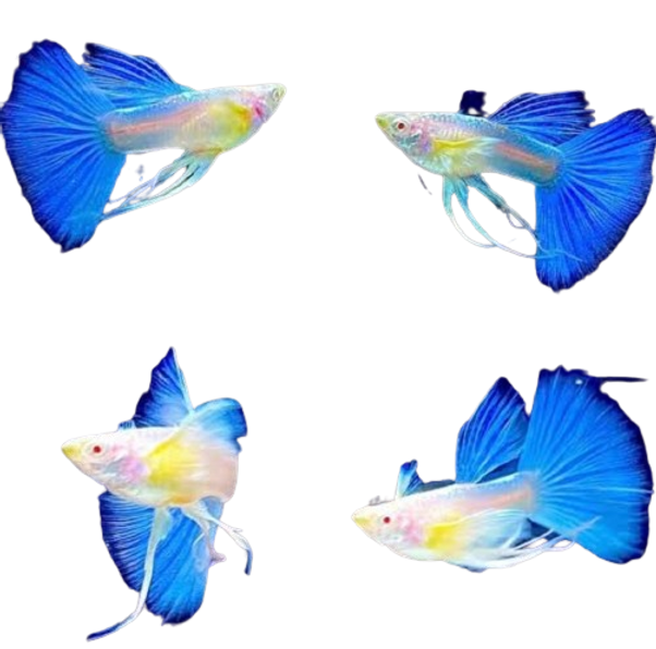 hkjvk Albino Blue Topaz Ribbon Blue Ear Pair - Image 1