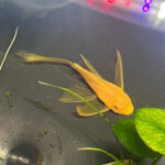 L144 Long Fin Pleco 3cm