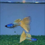 Metal Yellow Lace Guppy Pair