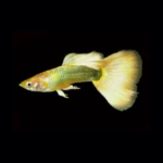 24k Gold Guppy  pair