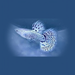 Ivory Blue Tiger Guppy (Pair)