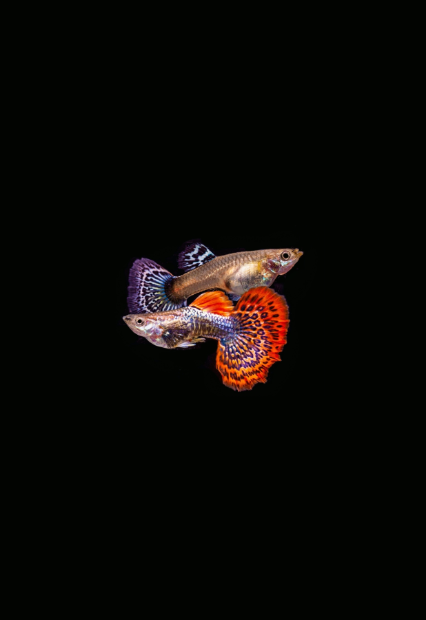 jhgv Red Dragon Guppy (Pair) - Image 1