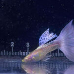 Albino Purple Galaxy Guppy