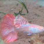 Albino Red Dragon Halfmoon