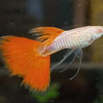 Albino Red Snakeskin Ribbon Guppy Pairs