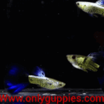 Blue Tail Snake Skin Guppy Pair