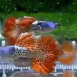 Metal Red Lace Rose Tail Guppy Pair
