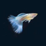 Albino Blue Topaz Guppy (Pair)
