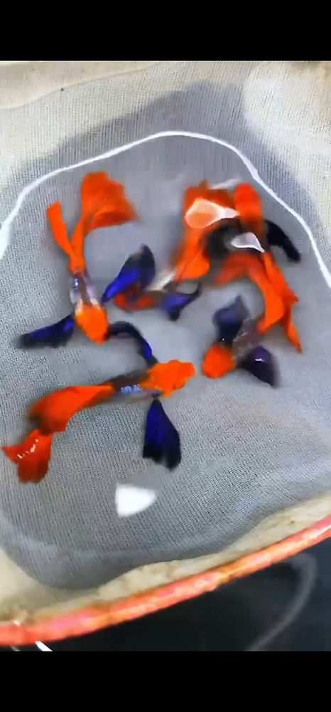 koid Red Koi Dumbo Ear - Image 1