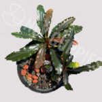 Bucephalandra  Ghozilla Plant Anubias-Like Buce