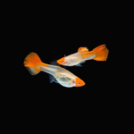 Albino Red Koi Guppy (Pair)