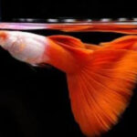 RREA Silverado Red Guppy Pair