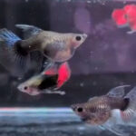 Red Dumbo Ribbon Short body