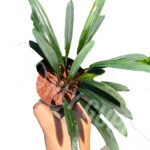 Bucephalandra Goliath Plant