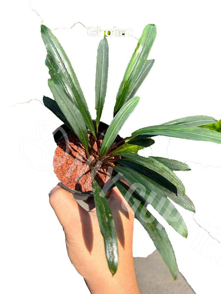 tdfs Bucephalandra Goliath Plant - Image 1