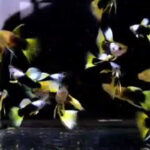 Tuxedo Yellow Ribbon Guppy Pair