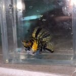 Tiger Hi-Fin Molly Pair (Pre order only)