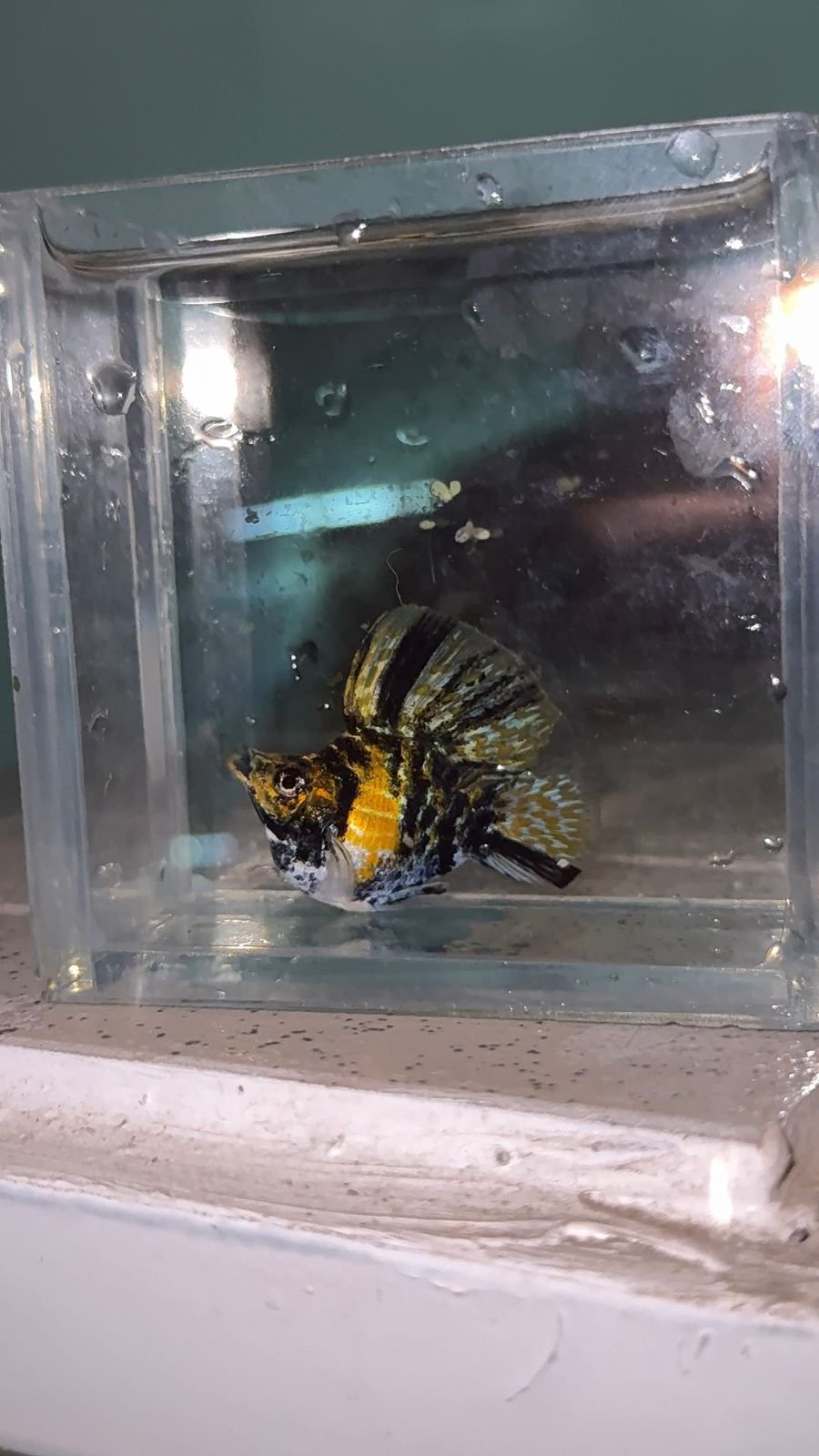 2026/01/1000026557.jpg Tiger Hi-Fin Molly Pair (Pre order only) - Image 1