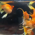 Gold Hi-Fin Lyretail Molly Pair(Pre order only)