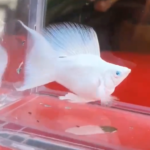 Platinum Diamond Eye Hi-Fin Lyretail Molly Pair (Pre order only)