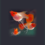 Red Koi Black Eyes Ribbon Guppy  (Pair)