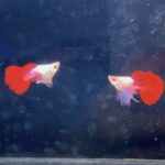 Super short Albino Platinum Red Tail Dumbo Ears(Violet) Pair