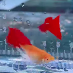 Albino Full red SB Ribbon Pair