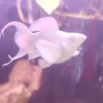 Full platinum Diamond Eye Molly Pair