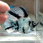 Zebra Diamond Eye Hifin Molly Pair (Pre order only)