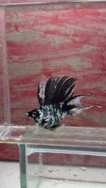 Zebra Diamond Eye Hifin Molly Pair (Pre order only) - Image 2