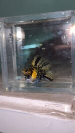 Tiger Hi-Fin Molly Pair (Pre order only)