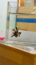 Tiger Hi-Fin Molly Pair (Pre order only) - Image 3