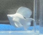 Platinum Diamond Eye Hi-Fin Lyretail Molly Pair (Pre order only) - Image 2