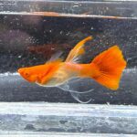 Red Koi Red Ear Ribbon Guppy Pair