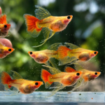 Wild Koi Glassbelly Guppy Pair