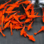 Koi Red Ear Full Back Guppy Pair