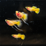 Gold SPS Red Fin Guppy Pair